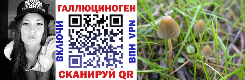 дарнет шоп  Кириллов  гидра вход  Псилоцибиновые грибы ЛСД 